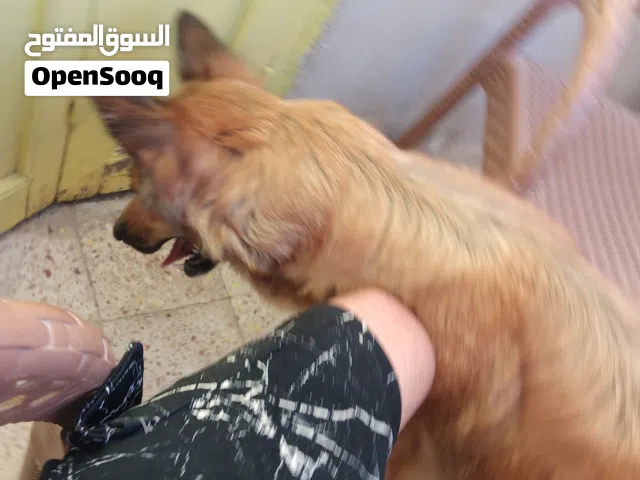 جيرمن شيبرد وصف هايل تربيه بيت نتهاية حايضه