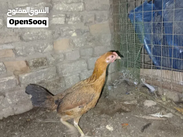متاح دجاجات 2 وديج شمسي خط اول