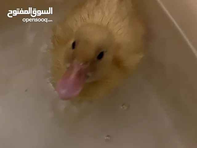 بطة العمر اسبوعين مع قفصها واكلها للبيع