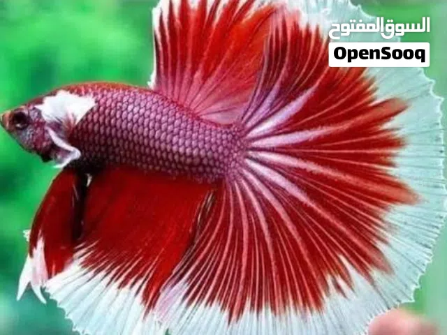 سمك فايتر هاف مون طفرات وأحجام وألوان تشكيلة خرافية مع حوض يسع نص ليتر العرض خررااافي