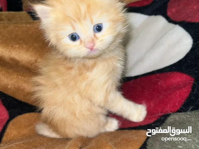 Male and female cats with blue eyes قطط شيرازي