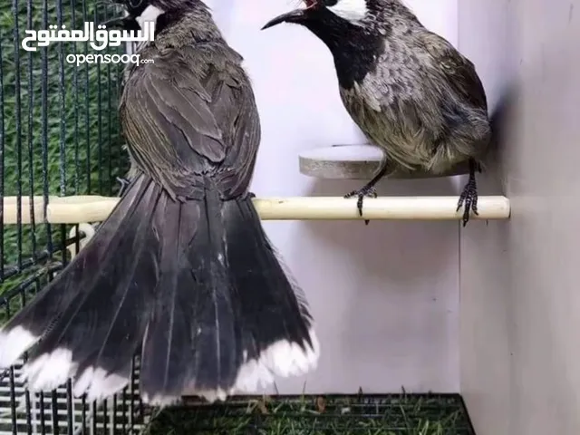 مطلوب بلبل هملايا بالحبة أو أزواج تواصل على واتساب او اتصال