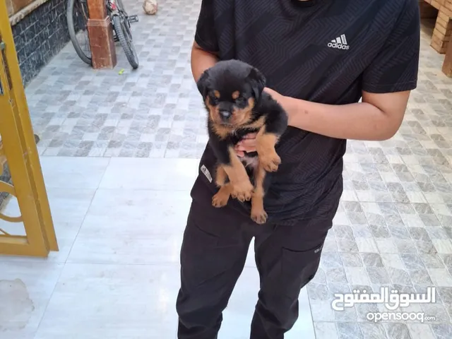 ججرو روت وايلر عمر 84 يوم / Rottweiler puppy 84 days old