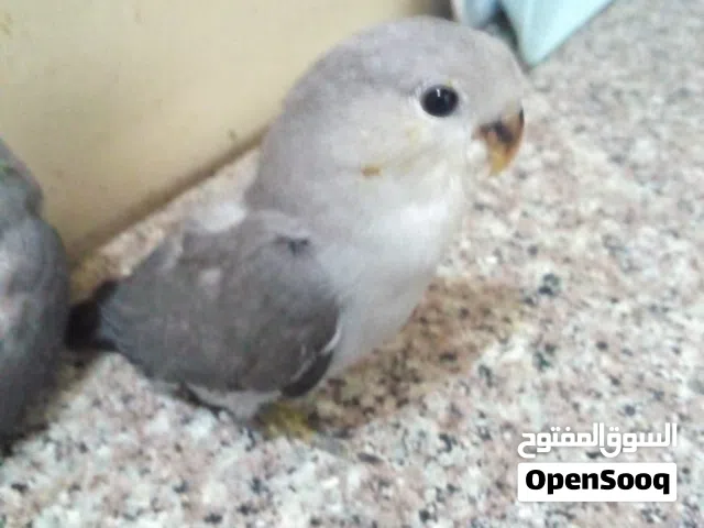 افراخ غندورة للبيع