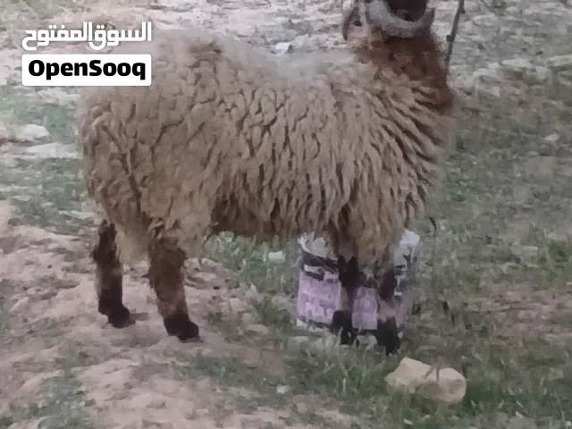 خروف اضحيه