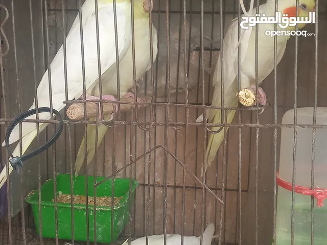 كوكتيل لاتيني عيون حمراء