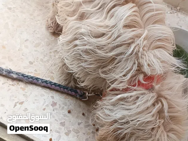 ذكر جولدن دودل عمره سنة ونصف، مطعّم ويتمتع بصحة ممتازة. ذكي وودود ويحب اللعب