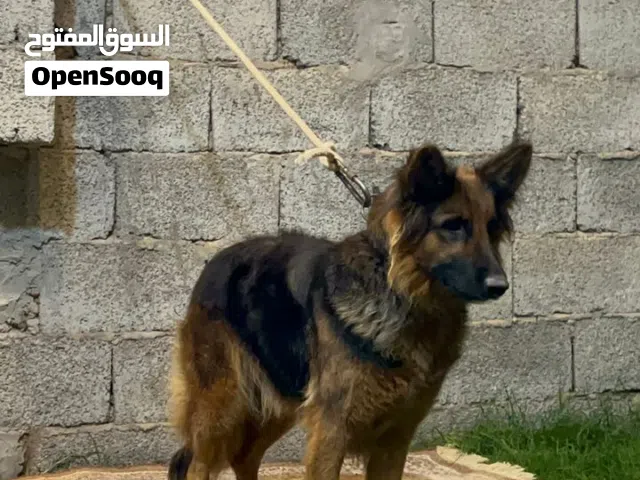 أنثى جيرمن شيبرد لونغ هير (عمر سنة ونص) للبيع.
