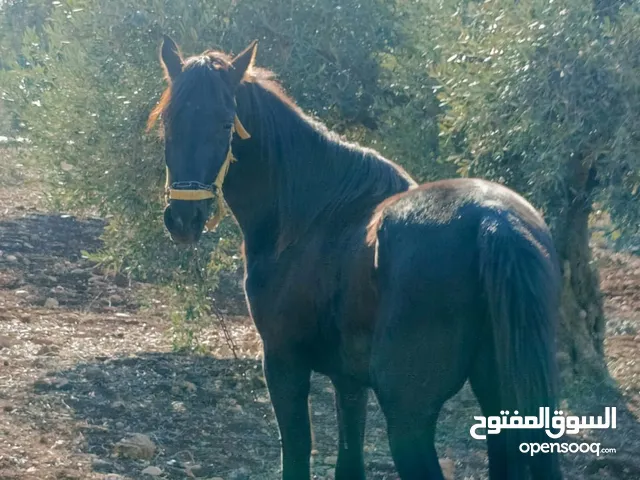 مهر اسود العمر 3ونص عمال ركوب