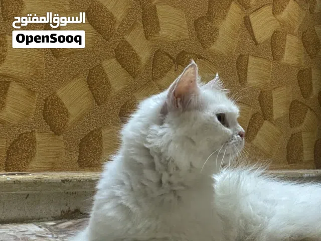 5قطط شيرازيات وصف مهم