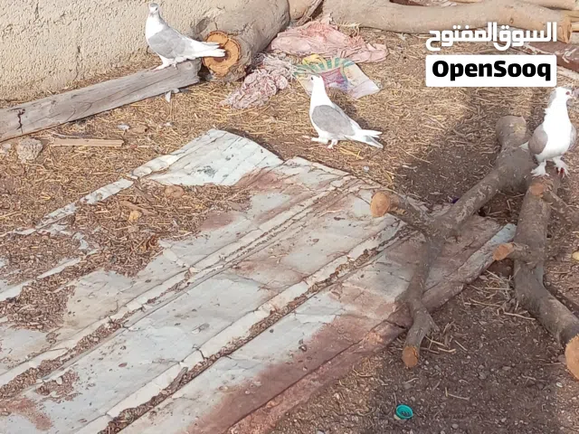 اقرأ الوصف مهم جدا