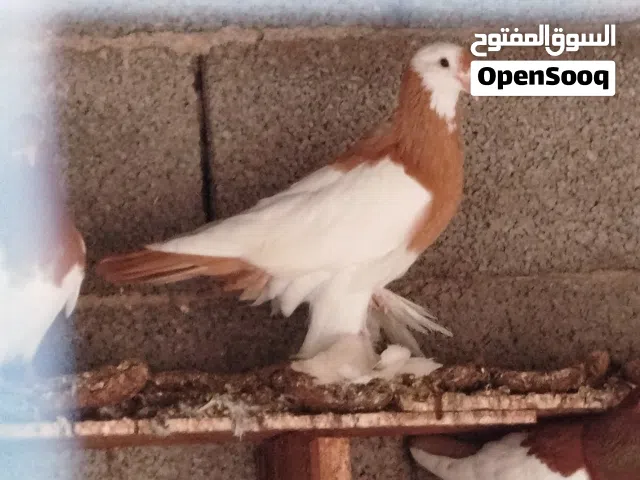 كوبية تشيكي وفرخ