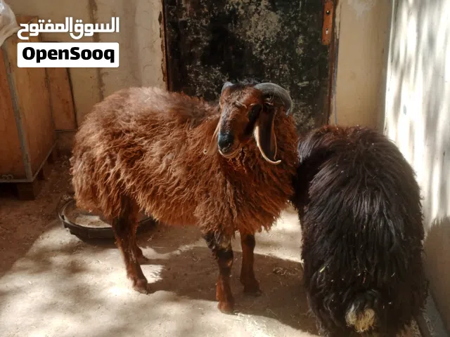 بسم الله الرحمن الرحيم خرفان اثنين بالصلاة على النبي ظهور مسكرة عمر 7 شهور اضاحي ميه ميه ب260