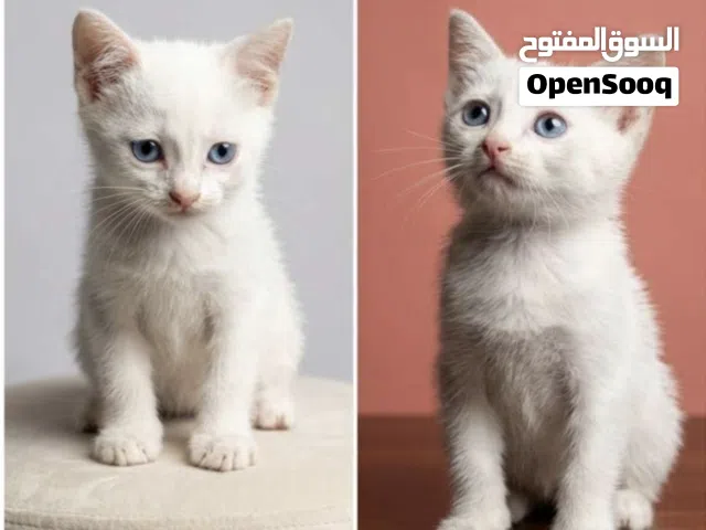 قطط.2 انثى وذكر صغار عمر 50 يوم لعبوات جدا