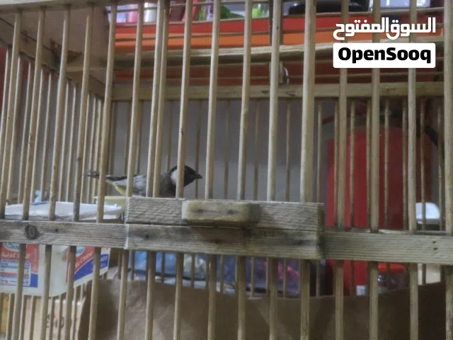 سلام عليكم بلبل لبيع مفول تغريد اللغات خير الله الطير نضيف مع القفص وبي مجال قليل بكاني القبلة