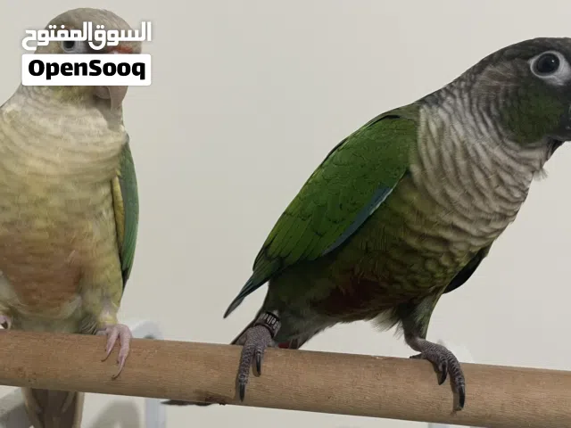 Breeding Pair Green Cheek Conures