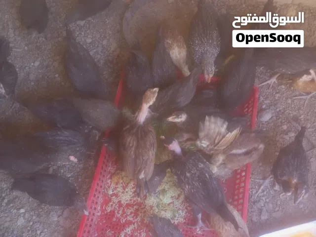 افراخ للبيع عمر شهرين ونص الزوج  وكتاكيت عمر عشرين يوم أبو ركيبه الزوج  والعاديات الزوج