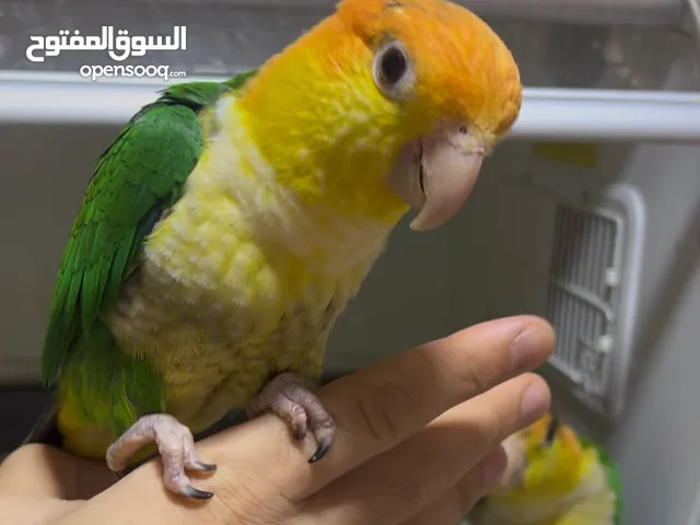 كايكي قرين ثاي انتاج محلي