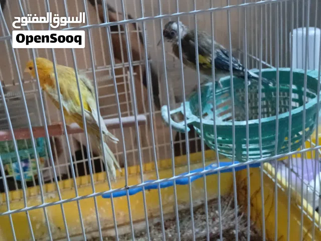 طيور حسون وكنار للبيع