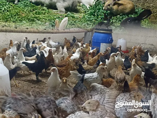 دجاج عماني وطيور السمان وارانب