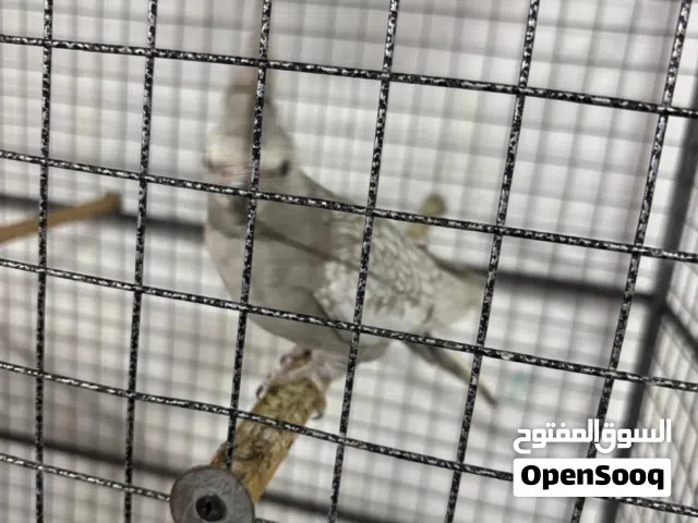 كوكتيل اميرالد