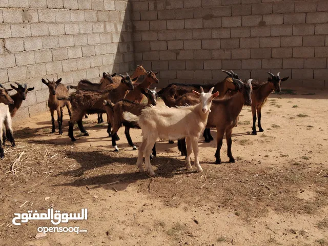 جديان وعنايق فرنسي