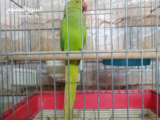 ذكر دره صحه ونظافه ثوب كامل زين كامل مش ناقصه اي شيء