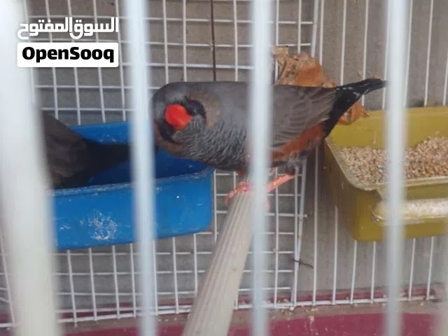 كوبيه زيبرا شاركو مصوقرا