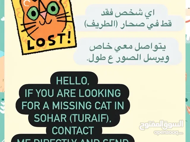 Lost cat. قط مفقود