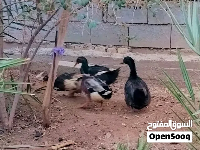 دجاج عرب مع بش