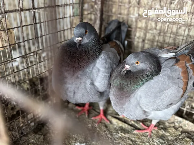 مدينه أوروبي