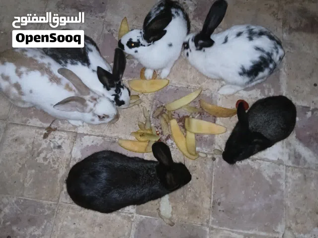 كوبية بجراويها ربي يبارك