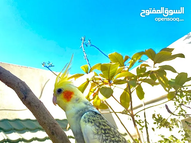 للبيع كوكتيل اليف تابع الوصف