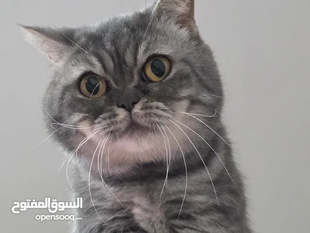 Munchkin rughugger female 2 years