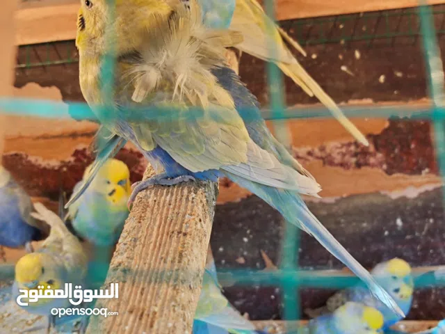 طيور حب ريمبو اقرأ الوصف