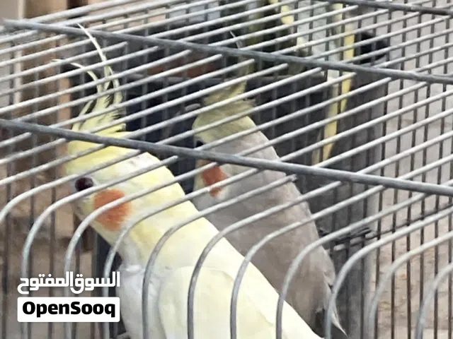جوزين كوكتيل بالصلاة على محمد جوز اليزابيل منتج  وجوز لاتينو عين حمرا الدكر سكني