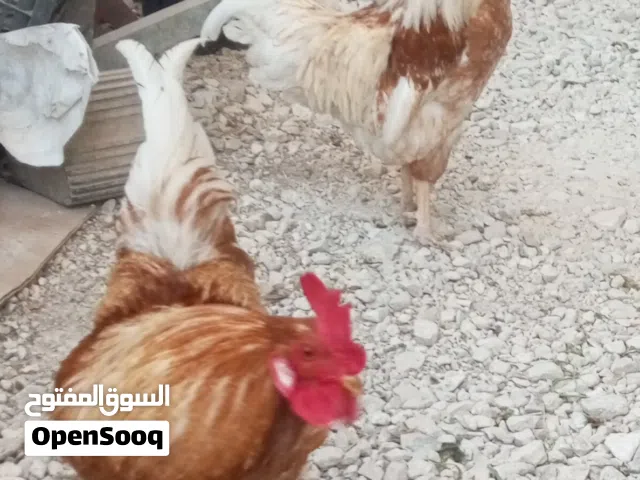 ديوك ما بعرف شو نوعه عدد اثنين  فخم ديوك فخمات وشغلات