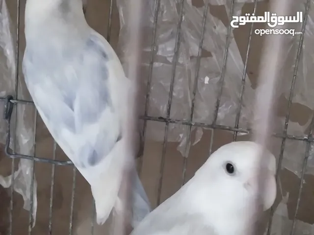 روز وكوكتيل حب