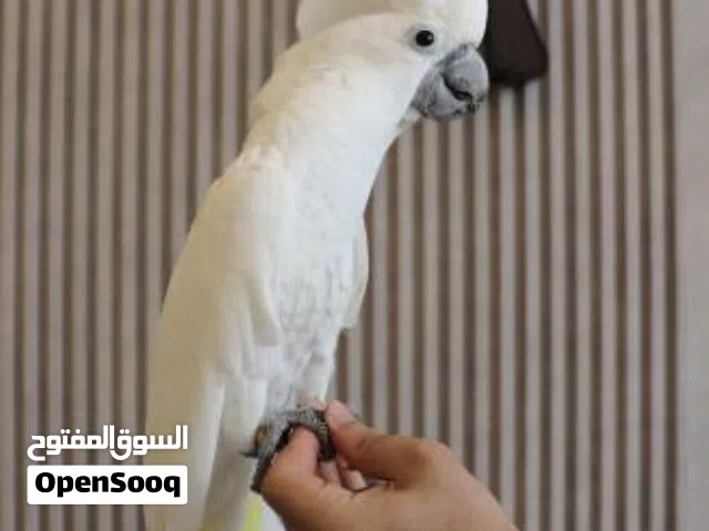 فرخ كوكاتو امبريلا للبيع