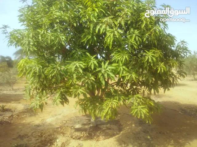 للبيع خمسة  فدان مانجو  في السويس