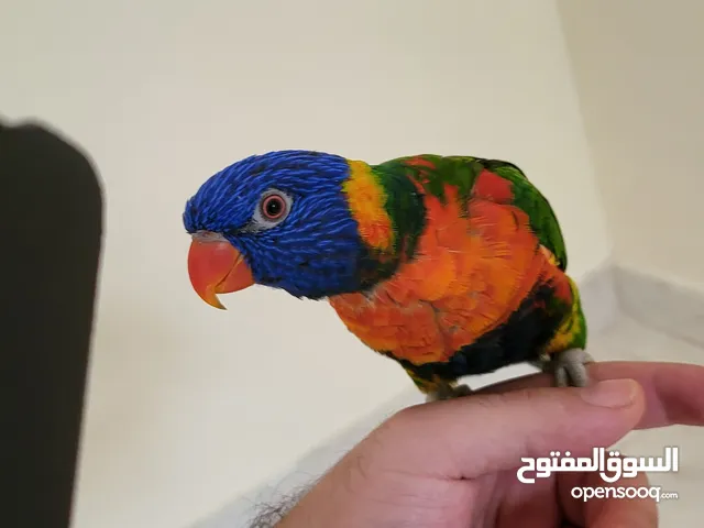 بغبغاء لوريكت رينبو