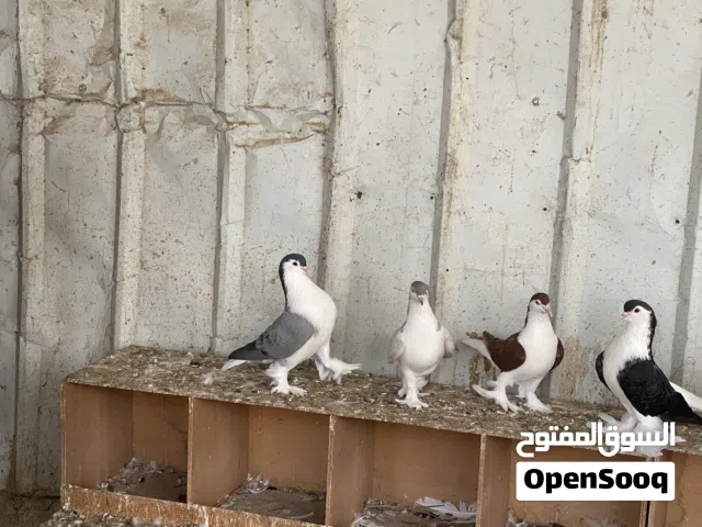 حمام لاهوري سوبر جامبو