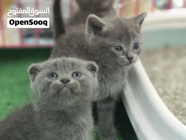 قطط بريتش شورت هير لون سكني ولون ليلكي ذكور واناث العمر 50 يوم