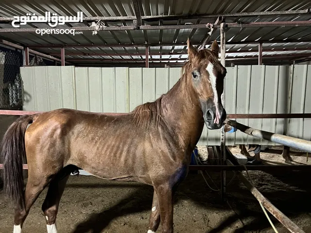سلام عليكم ورحمة للبيع فحل فلات ريس بدون جواز و عمره صغير حط سعرك و شله