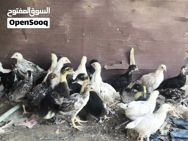 فروج دجاج عرب اصلي