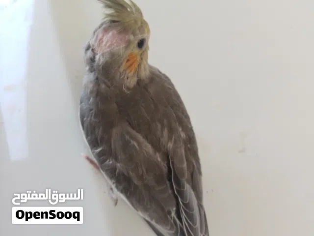 طرف كوكتيل للمحبين الترويض صحه ونضافه ماشاء الله تبارك الرحمن