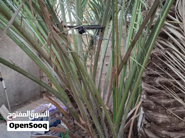 نخلة برحي من الفاو مع 3 فروخ
