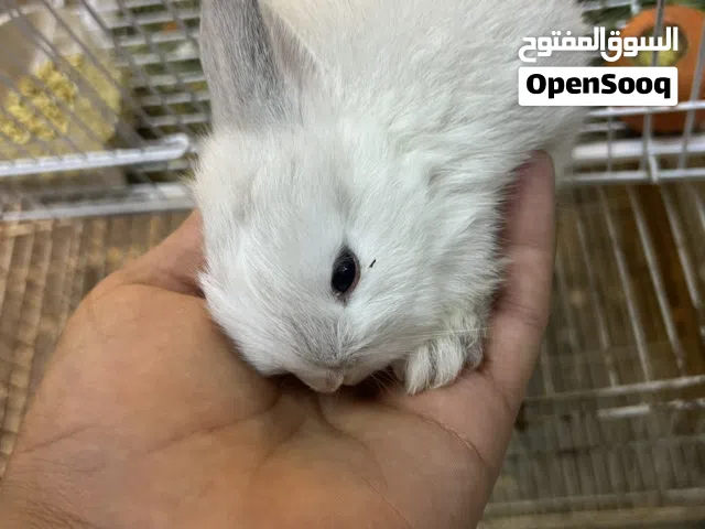 ارانب جميلين و حجم صغير