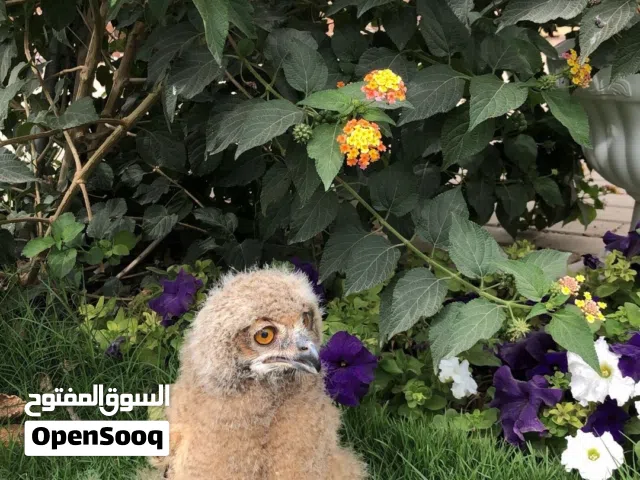 فروخ بومة owl