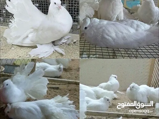 مطلوب أزواج او طبات حمام شمسي بسعر معقول